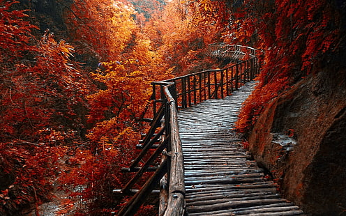 landscape photography of wooden bridge covered in orange leafed trees, nature, landscape, river, forest, fall, walkway, path, trees, leaves, HD wallpaper HD wallpaper