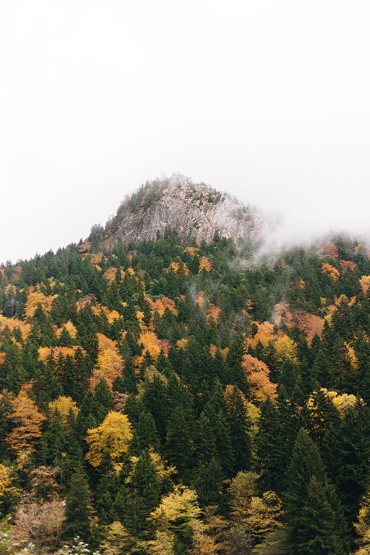 nature, trees, pine trees, fall, HD wallpaper