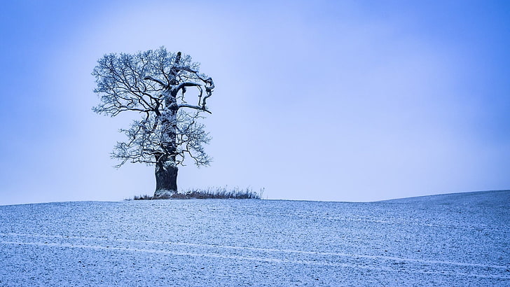 silhouette of tree, nature, trees, winter, ice, snow, landscape, cyan, blue, HD wallpaper