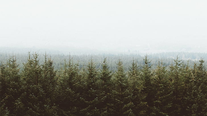木、森、空、自然、風景、 HDデスクトップの壁紙
