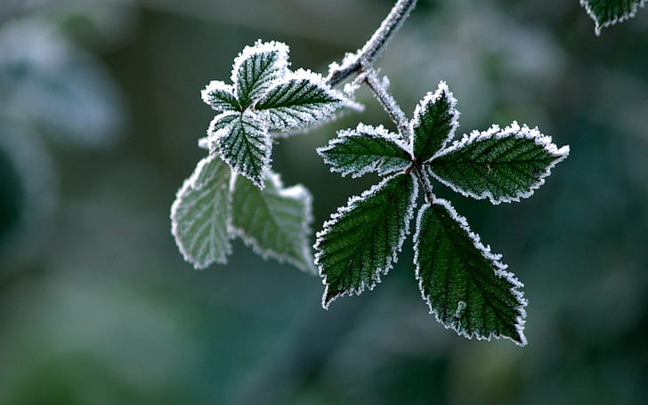 Leaves Frost HD, nature, leaves, frost, HD wallpaper