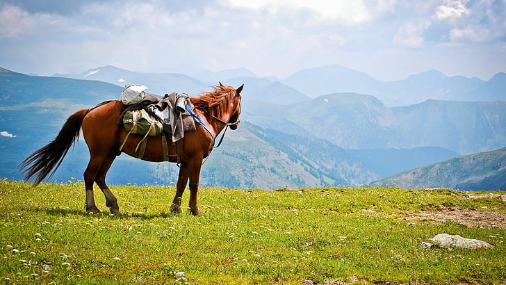 brown horse, horse, saddle, mountains, HD wallpaper