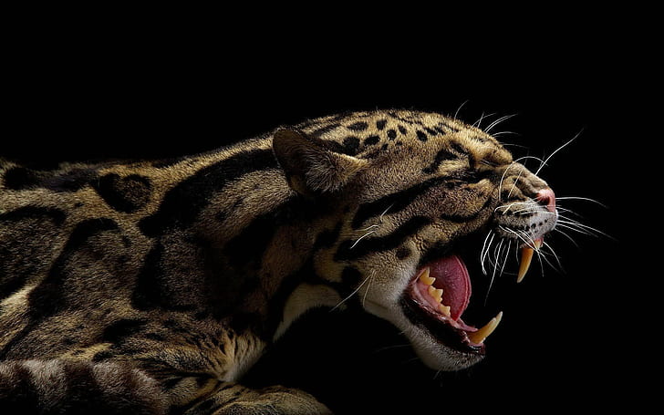 animals, background, black, clouded, leopards, teeth, HD wallpaper