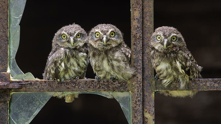 Baby Owls, три серо-белые совы, молодые совы, птицы, совы, дети, животные, HD обои