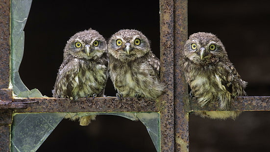 Baby Owls, นกเค้าแมวสีเทาและสีขาวสามตัว, นกฮูกทารก, นก, นกฮูก, ทารก, สัตว์, วอลล์เปเปอร์ HD HD wallpaper