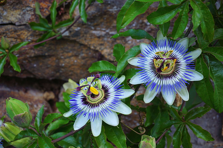 bleu, botanique, fleurs, flore, passiflore, plantes mdicinales, HD-Hintergrundbild