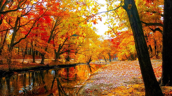 秋、秋、風景、自然、木、森、葉、湖、公園、 HDデスクトップの壁紙 HD wallpaper