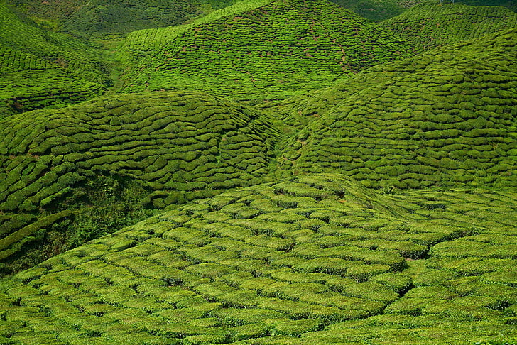 agriculture, asian, background, beautiful, environmental, field, great, green, landscape, leaves, malaysia, mountain, nature, peace, plant, rural, sunny, taylor, tea, tea garden, the tea plantations, tiny tree, vertic, HD wallpaper