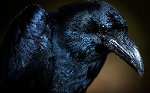 raven digital wallpaper, bird, crow, eye, HD wallpaper HD wallpaper