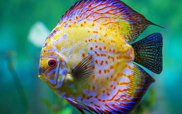 Красиви дискусни риби, аквариум, сини, жълти и черни риби, красиви, дискуси, риби, аквариум, HD тапет