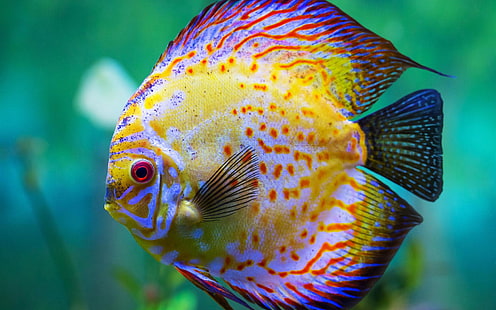 Hermoso pez disco, acuario, pez azul, amarillo y negro, hermoso, disco, pez, acuario, Fondo de pantalla HD HD wallpaper