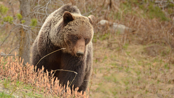 Grizzly Bears, animaux, Fond d'écran HD