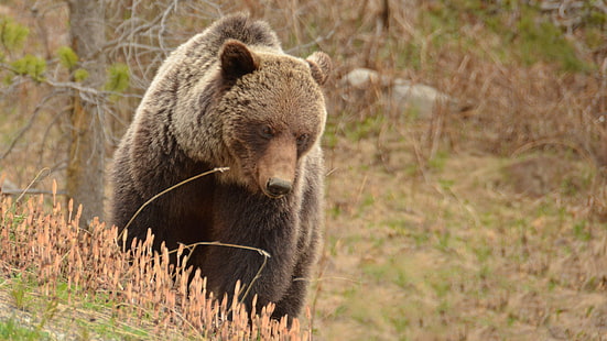 Osos grizzly, animales, Fondo de pantalla HD HD wallpaper