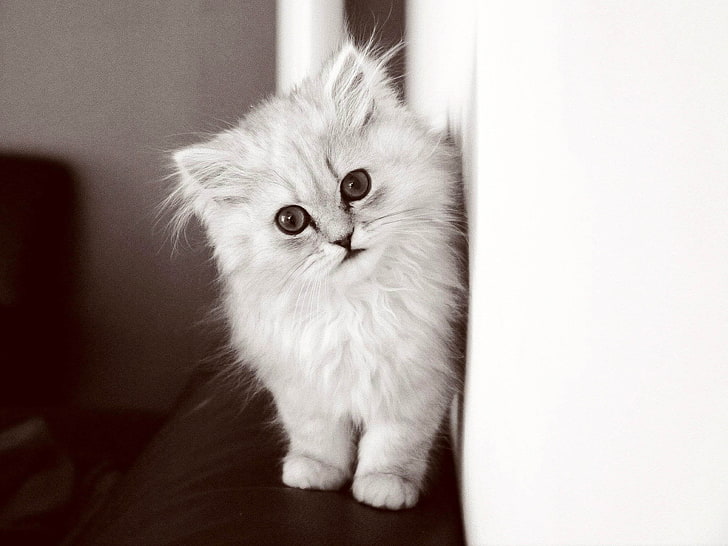 серый персидский кот, котенок, пушистый кот, чб, HD обои