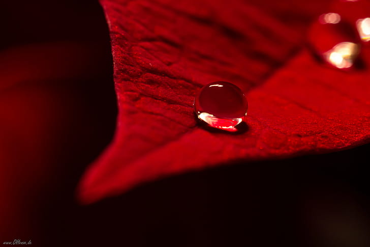 selective focus photography of water, selective focus, photography, water, 600D, Canon, Eos, Germany, Makro, 2013 edition, Day, Dec, weihnachten, stern, blätter, klein, cc, creative  commons, mm, drop, red, backgrounds, close-up, abstract, nature, raindrop, HD wallpaper