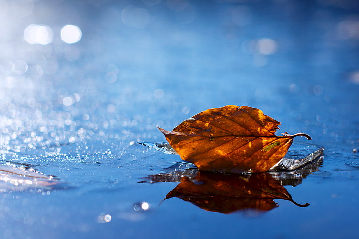 коричневый сухой лист, лист, осень, падший, сухой, вода, жидкость, HD обои