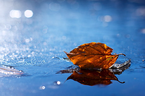 braunes trockenes Blatt, Blatt, Herbst, gefallen, trocken, Wasser, Flüssigkeit, HD-Hintergrundbild HD wallpaper