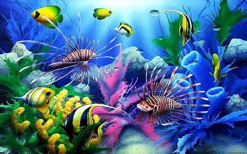 海の海底のカラフルな熱帯魚、デスクトップのサンゴの壁紙Hd、 HDデスクトップの壁紙 HD wallpaper