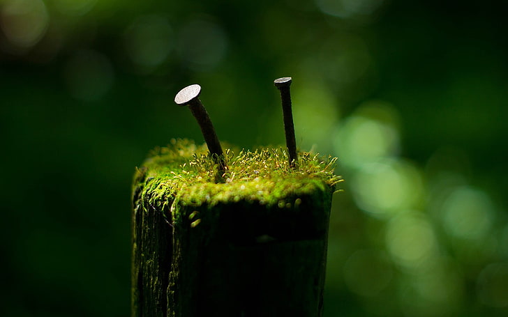 två bruna metallspikar, foto av två grå metallspikar på grön växt, grön, makro, suddig, skärpedjup, fotografering, järnåldern, naglar, HD tapet