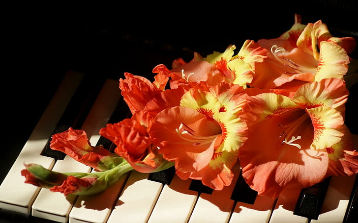Blossoms On The Keys, orange-and-yellow gladiolus, piano, gladiolus flower, keys, photo, nature and landscapes, HD wallpaper