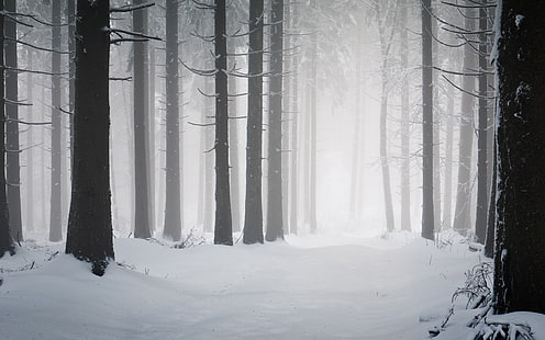 landschaften winter schnee bäume wald hdr fotografie nordisch 2560x1600 Abstrakte Fotografie HD Art, Winter, Landschaften, HD-Hintergrundbild HD wallpaper