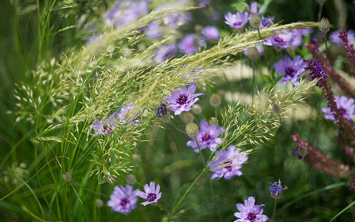 Фиолетовые цветы, трава, лето, Фиолетовый, Цветы, Трава, Лето, HD обои