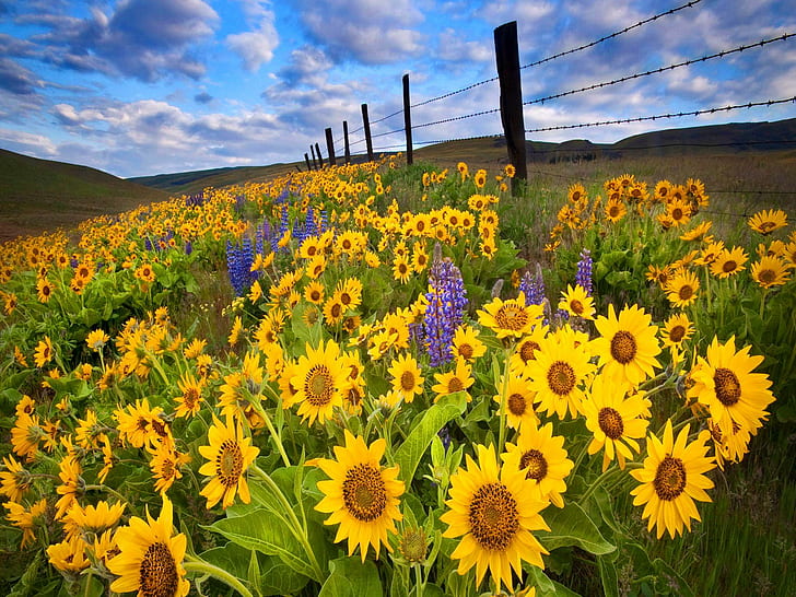 Meadow Of Sunflowers, lovely, yellow, meadow, harmony, nice, fence, delight, beautiful, flowers, field, pretty, clouds, HD wallpaper