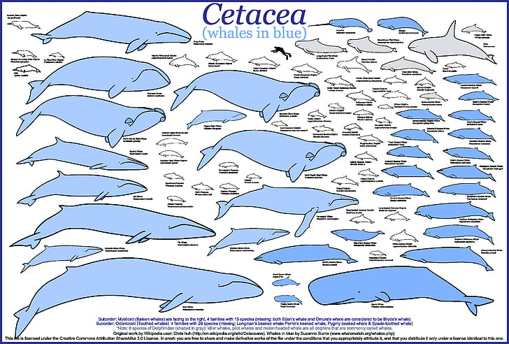 สัตว์ปลาวาฬการออกแบบกราฟิก, วอลล์เปเปอร์ HD