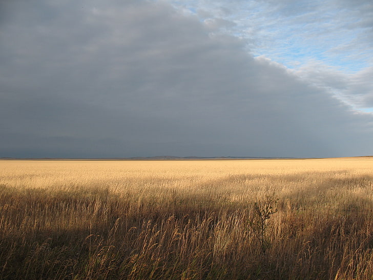 brown field, boundless, field, wheat, harvesting, horizon, freedom, sky, HD wallpaper