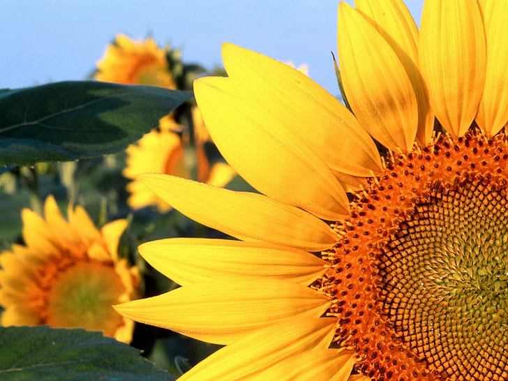 Sunflower Nebraska HD, flowers, sunflower, nebraska, HD wallpaper