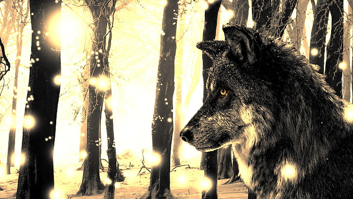 الذئب الرمادي ورق الحائط الرقمي ، الذئب، خلفية HD