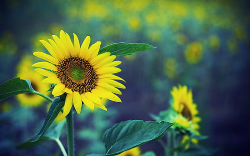 Słonecznik wiosenny, żółte kwiaty, zielone rozmyte tło, wiosna, słonecznik, żółty, kwiaty, zielony, rozmyty, tło, Tapety HD HD wallpaper