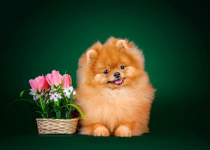 cucciolo di Pomerania arancione, fiori, sfondo, cane, soffice, lo adoro, Spitz, Sfondo HD