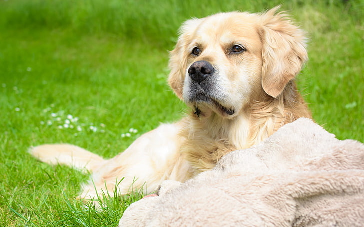 หญ้าสุนัขสัตว์, วอลล์เปเปอร์ HD