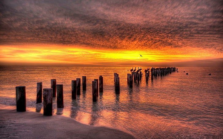Pelican Convention At Sunset Hdr, beach, birds, pylons, sunset, nature and landscapes, HD wallpaper