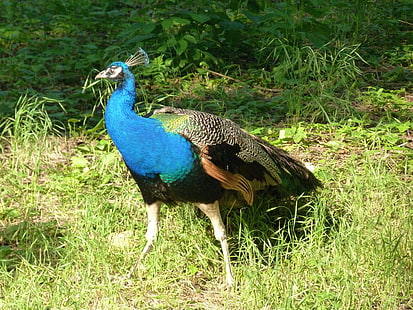peacock, peacock, feathers, bird, beautiful, grass, walk, HD wallpaper HD wallpaper