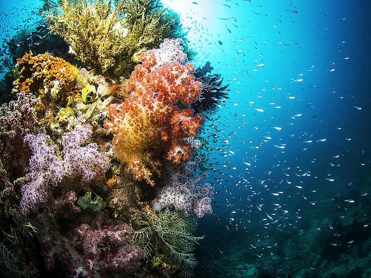 สัตว์, ปะการัง, ปลา, ชีวิตใต้ทะเล, ใต้น้ำ, วอลล์เปเปอร์ HD