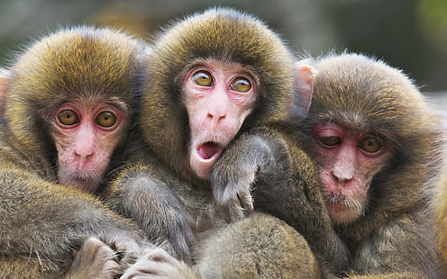 Three monkeys, Three, Monkeys, HD wallpaper HD wallpaper