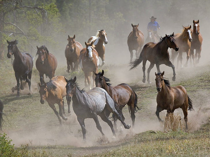Kawanan kuda, banyak kuda, binatang, kuda, kawanan, Wallpaper HD
