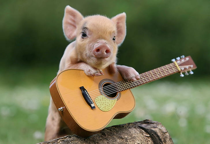 Pig, Little Pig, Guitar, HD wallpaper