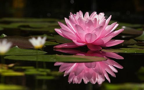 Natur, Lotusblommor, Rosa, Vatten, natur, lotusblommor, rosa, vatten, HD tapet HD wallpaper