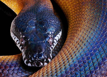 черно-синяя змея, змея, питон, цвет, голова, HD обои HD wallpaper