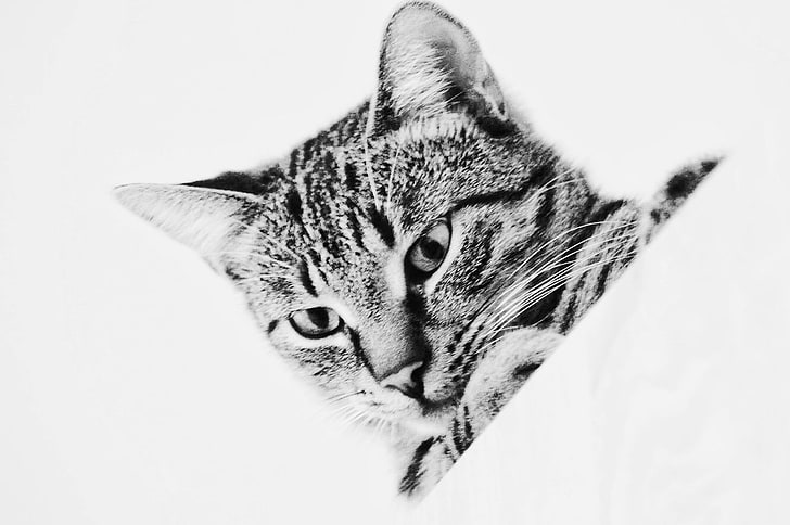 chat, portrait, yeux d'animaux, eye-friendly, Fond d'écran HD
