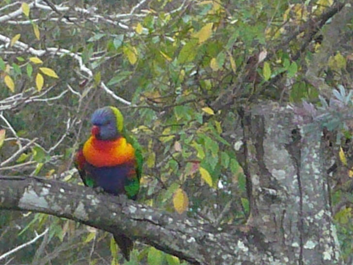 Kolorowe Lorakeet, drzewa, kolory, ptaki, zwierzęta, zwierzęta, Tapety HD