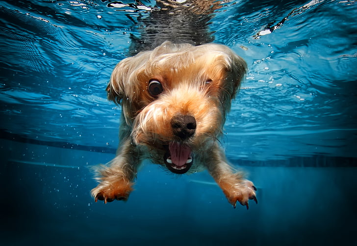 сладки животни, териер, забавен, куче, под вода, HD тапет