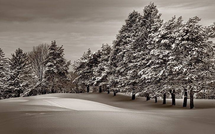 lukisan pohon putih dan hitam, alam, pemandangan, salju, es, Wallpaper HD