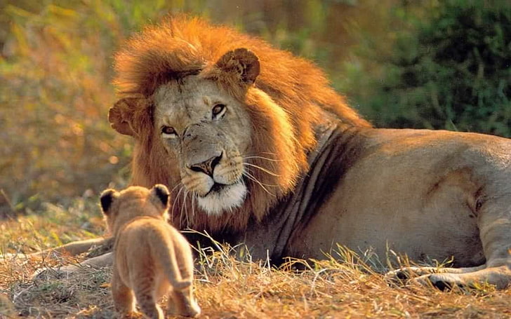 león macho, león, animales, gato, dos, bigote, Fondo de pantalla HD