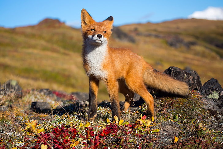 brown and white fox, fox, animals, wildlife, HD wallpaper