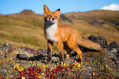 brauner und weißer Fuchs, Fuchs, Tiere, wild lebende Tiere, HD-Hintergrundbild HD wallpaper