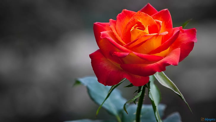 Hermosa rosa rojo anaranjado, rosas, naranja, naturaleza, flores, naturaleza y paisajes, Fondo de pantalla HD